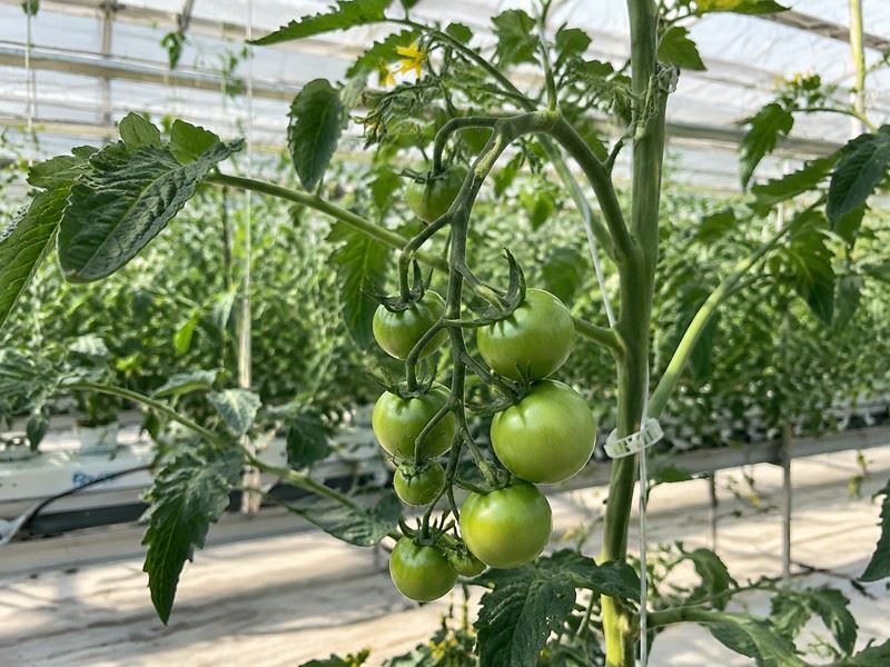 calcium-magnesium-tomato-growth-stage