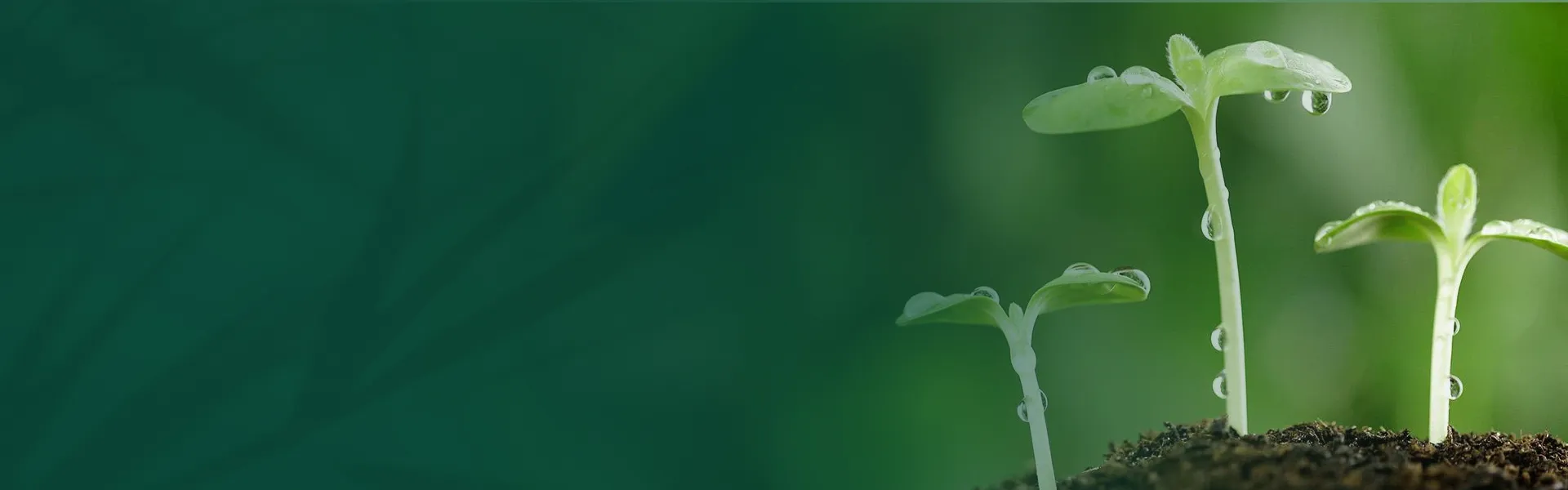 banner2