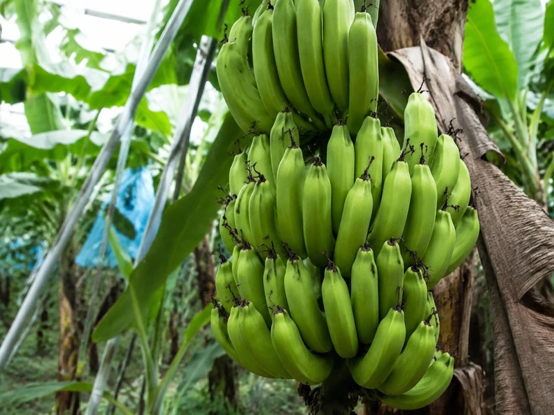 high-potassium-banana-fruit-filling