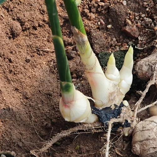 What is the Standard for Fertilizer to Take Effect?