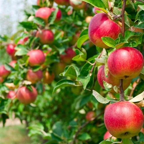 The principle and application of pest immunosuppressants