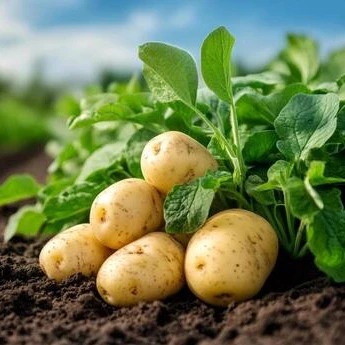 Humic acid-containing water-soluble fertilizers enhance crop stress resistance.