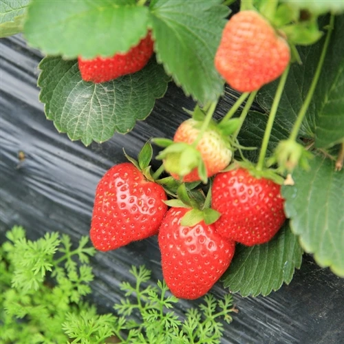 Homemade natural amino acid water-soluble fertilizer: simple and environmentally friendly!