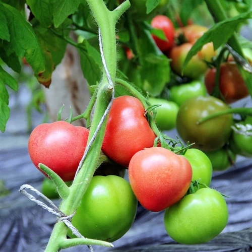 Technical requirements for amino acid-containing water-soluble fertilizers