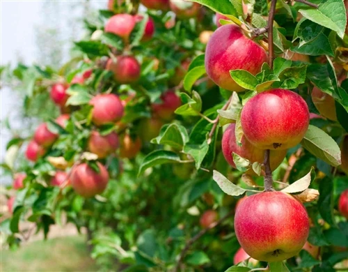 Apple Growers From Weihai And Rongcheng Visit Our Fertilizer Factory