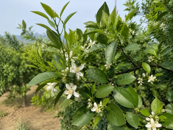 cmzb-citrus-growth-stage-web